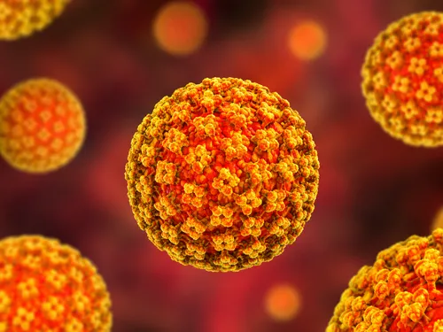 Hantavirus : ce virus rare transmis par les rongeurs qui inquiète...