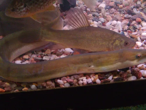 Aux Sables d'Olonne, l'interdiction de la pêche à l'anguille...