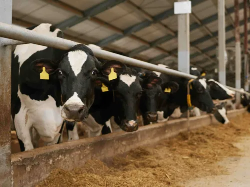 Investir dans des vaches, le placement insolite qui séduit les...