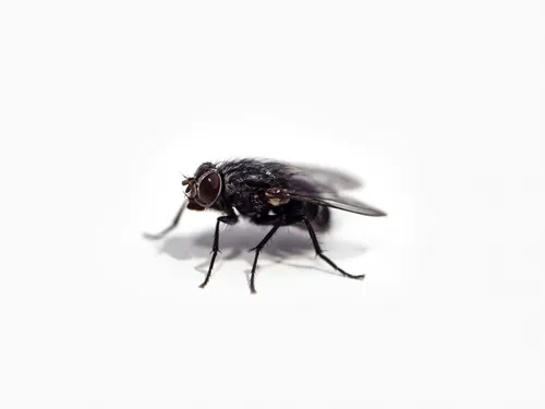 Mouches : les 5 réflexes à adopter pour éviter l'invasion cet été...