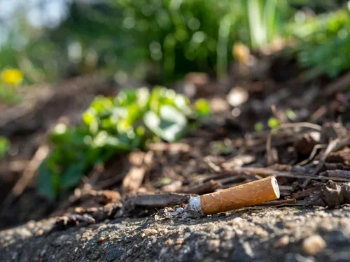 Mégots et feux de forêt : les industriels du tabac bientôt taxés...