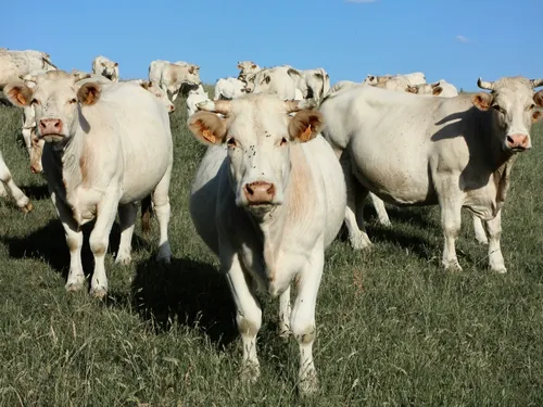 Dermatose nodulaire contagieuse : c’est quoi vraiment cette maladie...