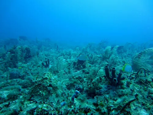 Les océans mondiaux ont atteint un pic de chaleur en juin avec près...