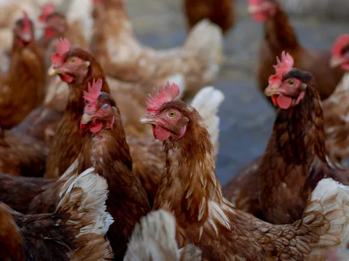 Grippe aviaire : la France abaisse son niveau d'alerte sur tout le...