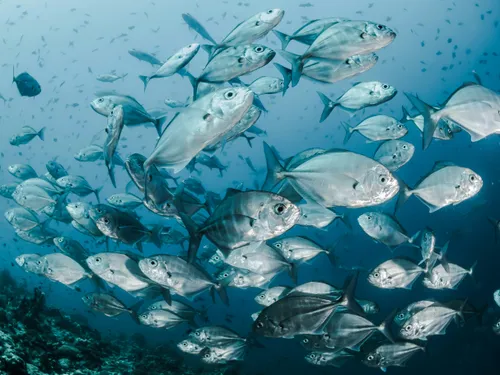 Poissons, huîtres, moules : ce qui va changer dans vos assiettes...
