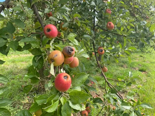 Sécheresse en Normandie : jusqu’à 50% de pommes en moins
