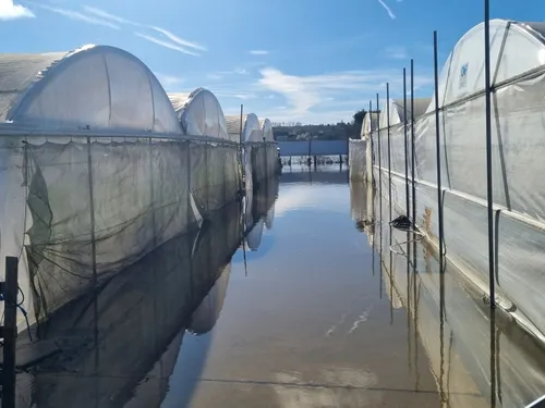 Après le feu, l’eau : la pépinière Simier replonge dans la tourmente