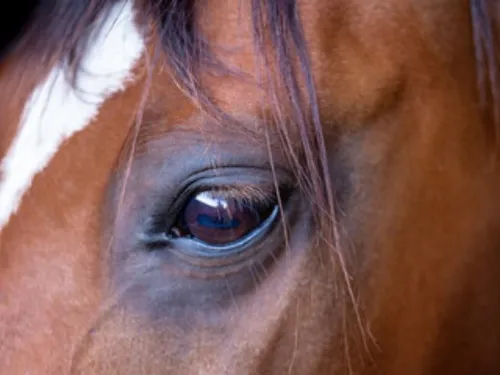 Le Jumping international de Caen fait son retour en 2027