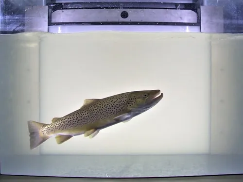 Dans l'Eure, les truites de mer bientôt suivies à la trace