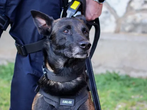 Rex, le nouveau "chien flic" de Vernon