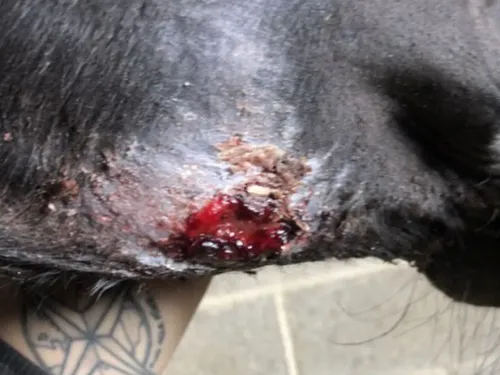 Eleveur de chevaux accusé de violences : d'anciennes employées...