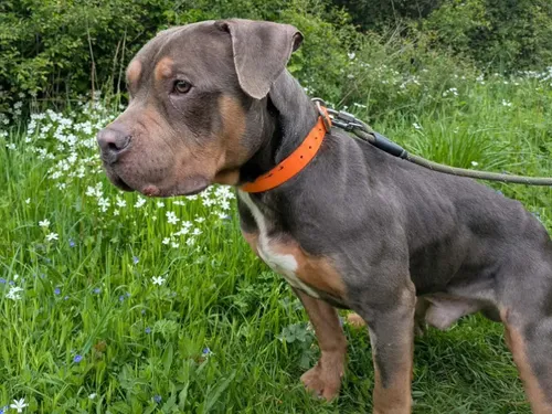 Prince, le chien abandonné en plein soleil, disponible à l’adoption