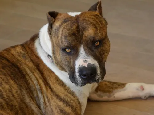 Vernon : enfermé dans une voiture en plein soleil, un chien "entre...