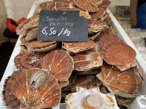 Ouverture de la pêche à la coquille Saint-Jacques en Normandie, une...