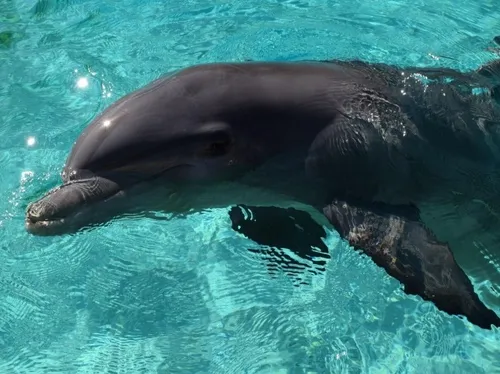 Le ZooParc de Beauval abandonne son projet de delphinarium