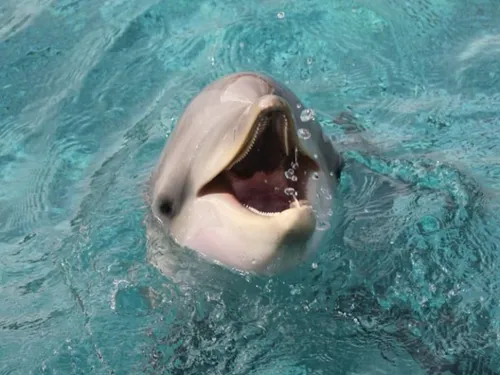 Les dauphins de "Marineland" viendront bien dans le Loir-et-Cher