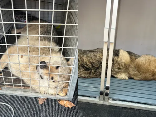 Ménilles : les deux derniers chiens errants ont été capturés