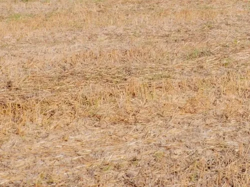 Sécheresse : la Mayenne presque entièrement en "alerte"