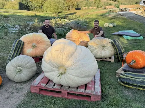 De la graine au concours national : leurs légumes sont bio et......