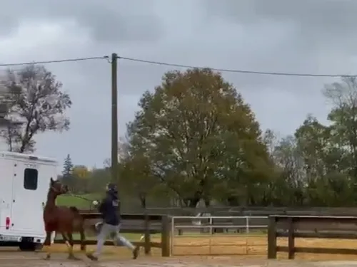 Violences sur des chevaux en Sarthe : One Voice a saisi le tribunal...
