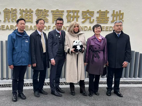 ZooParc de Beauval : un couple de pandas attendu avant 2027