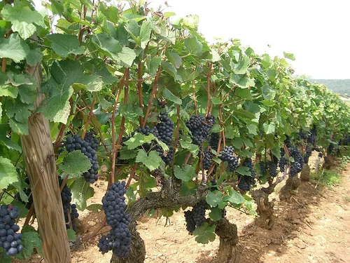 Des vendanges précoces pour les vins du Berry