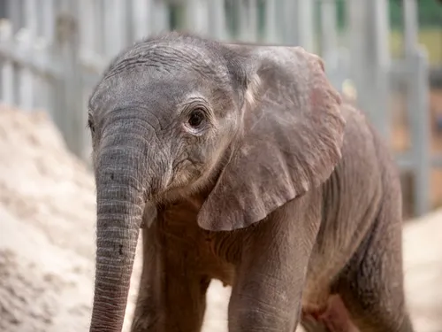 Un éléphanteau naît au ZooParc de Beauval, du jamais-vu depuis 14...