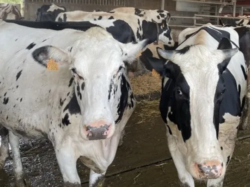 Le virus Shamonda-Europe est arrivé en Sarthe et Mayenne