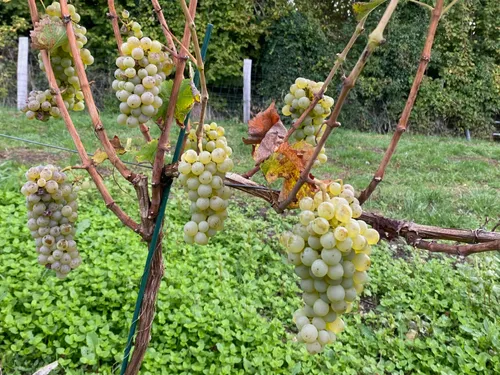 Près de Lisieux, des vendanges tardives mais généreuses pour le...
