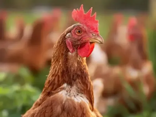 Calvados : 8 500 volailles abattues après la découverte d'un cas de...