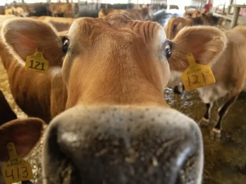 Perpignan : La Fête de l'Agriculture est de retour du 10 au 12...