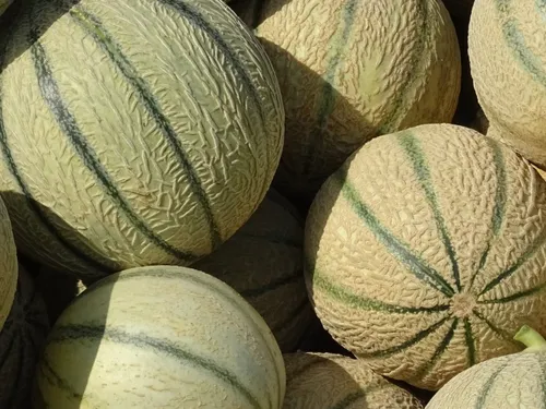 Rappel de melons chez Lidl et Aldi : des lots retirés de la vente