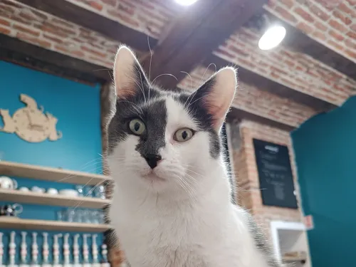 Maubeuge - Changement de propriétaire au Cafélin : réouverture...