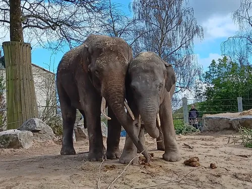 Fermeture exceptionnelle du zoo de Maubeuge, ce vendredi