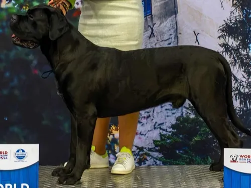 Semousies : un chien sacré « champion du monde de beauté » 