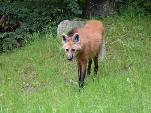 Un nouveau pensionnaire au Zoo de Maubeuge