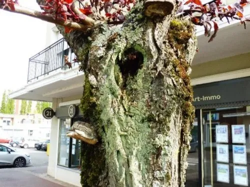 Maubeuge - Quinze arbres malades coupés rue des arts