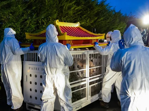 Trois pandas de Pairi Daiza retournent en Chine