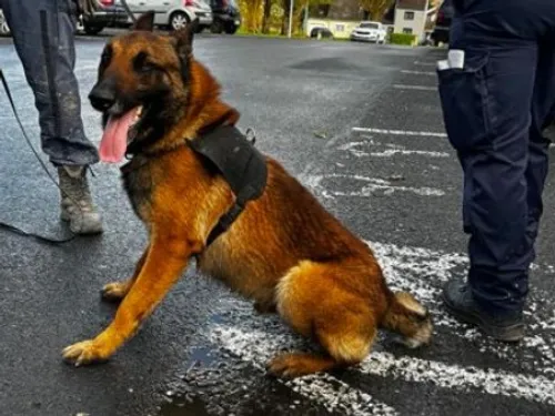Jeumont - Six personnes interpellées dans le cadre d'une opération...