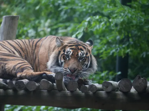A la découverte de Zac, la nouvelle star du Zoo de Maubeuge