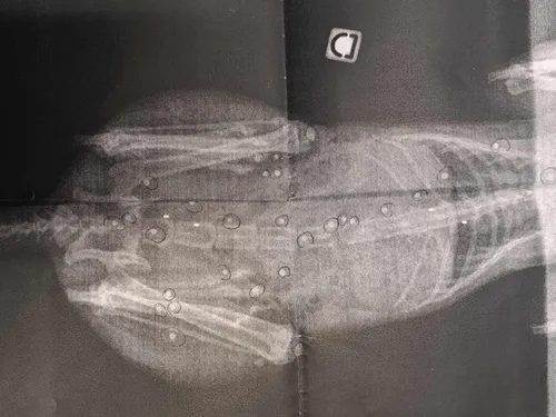 Maubeuge : nouvel acte de cruauté envers un chat