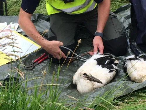 Eppe-Sauvage : la saison du baguage de cigogneaux