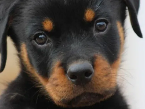 Ohain / Fourmies : collecte en faveur de la SPA