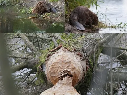 Le retour des castors dans le sud-Avesnois !