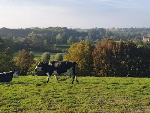 Un renouvellement des aides pour planter des haies dans le Cœur de...