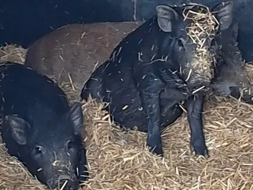 Anor : une exécution de 3 cochons