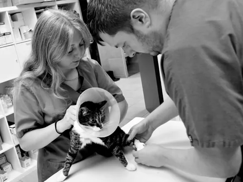 Maroilles : une clinique vétérinaire au grand cœur !   