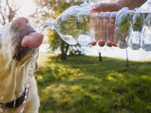 Chaleur : les bons réflexes pour protéger nos animaux
