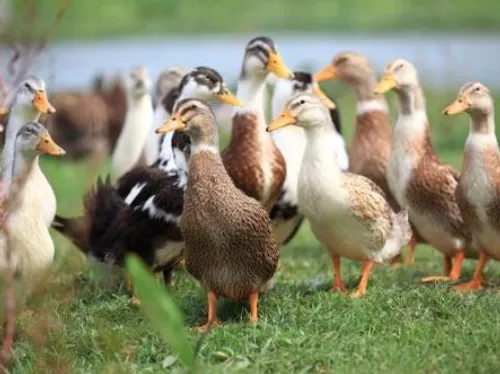 Deux cas d'influenza aviaire hautement pathogènes, confirmés dans...