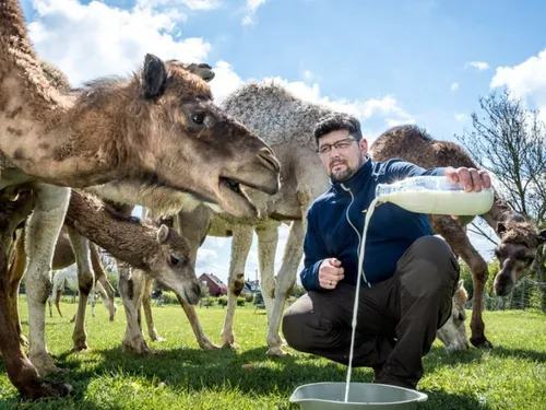 Feignies : le doc’ sur la Camélerie ce soir sur France 3